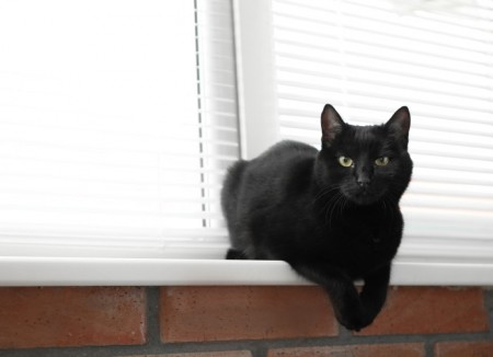H-417 Gato negro